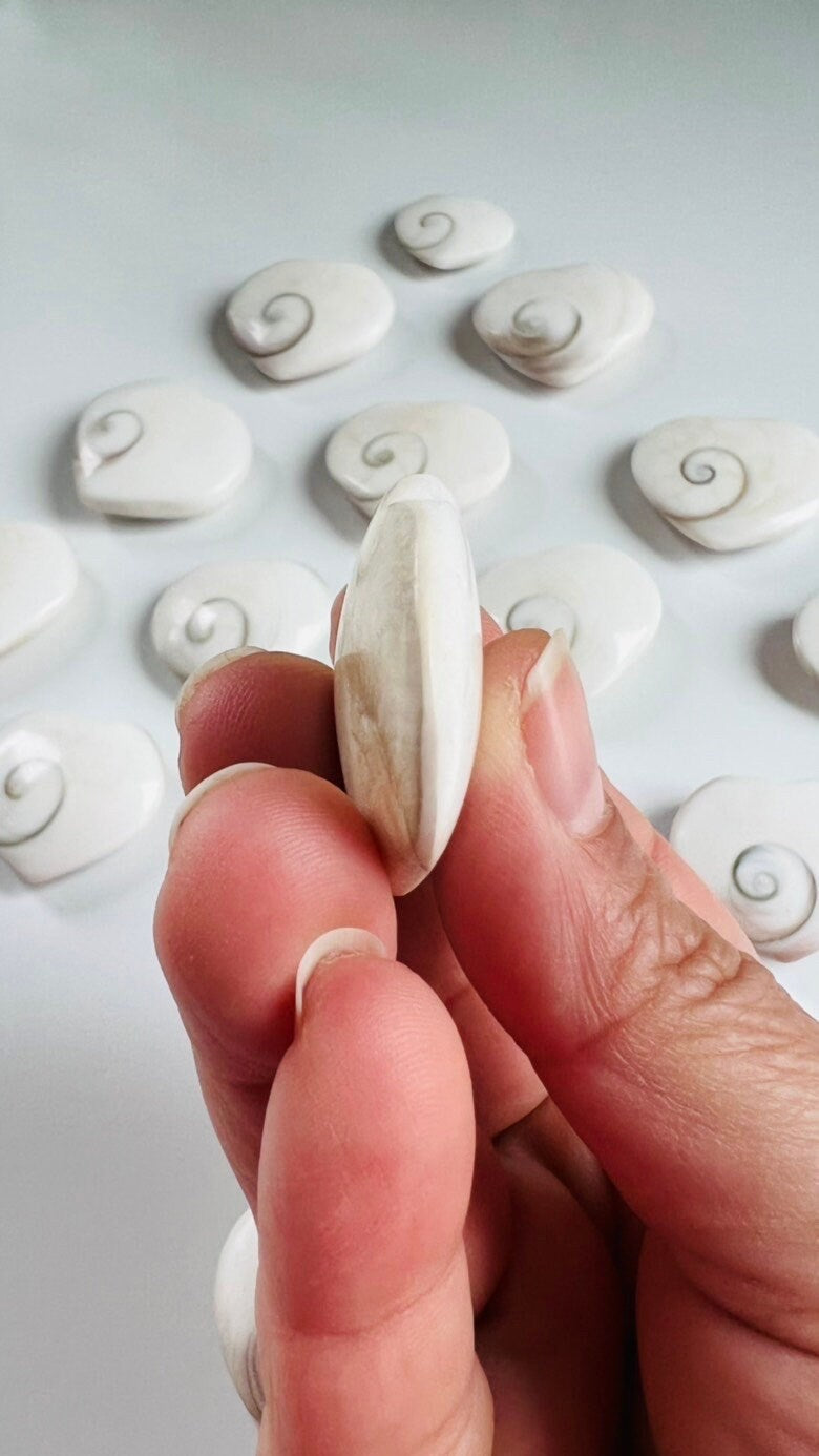 Shiva Shell heart one (1) , Mermaid Money, heart shaped Shiva Shell natural fossil, Eye of Shiva, Pacific Cat's Eye, Turbo Snail Fossil