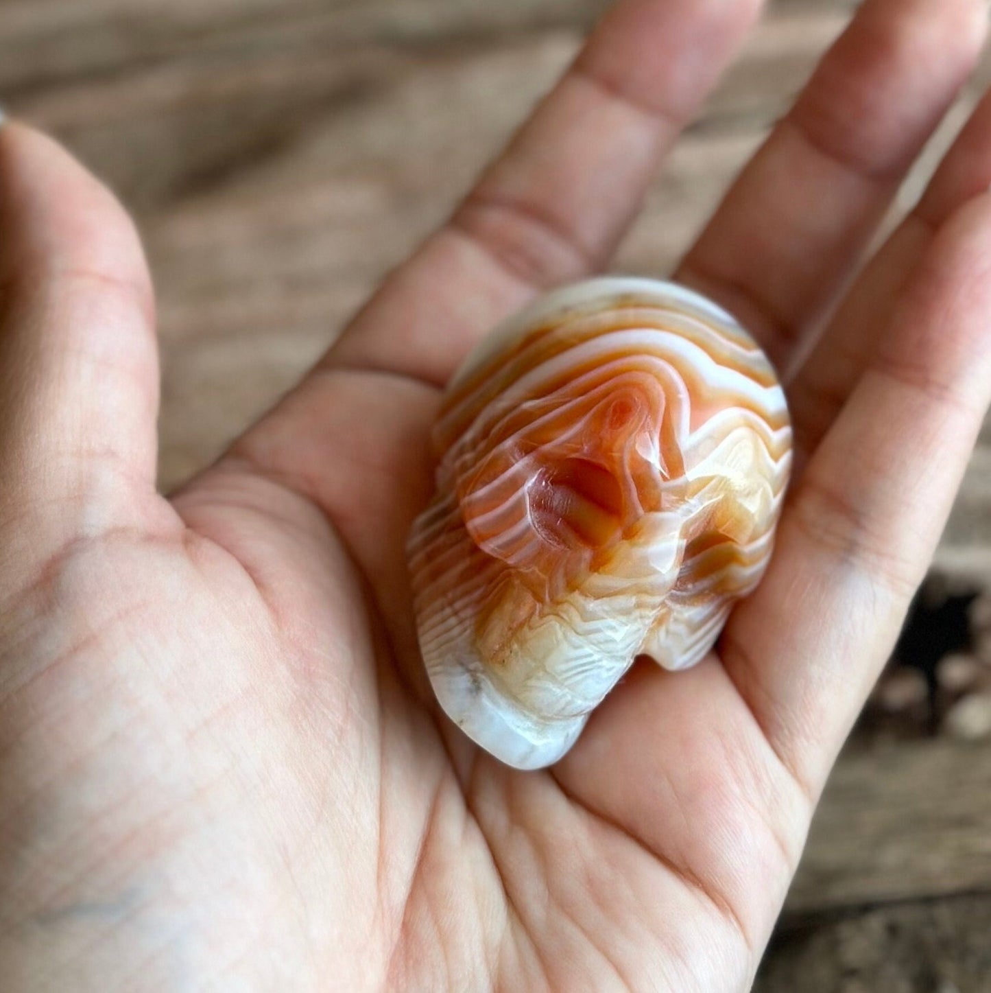 Carnelian Crystal Skull with Vibrant Banding | Banded Carnelian Agate Gemstone Skull | Unique Orange and White Halloween Decor (CarnSkull-1)
