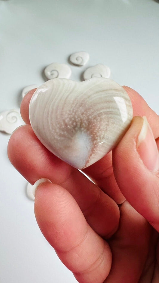 Shiva Shell heart one (1) , Mermaid Money, heart shaped Shiva Shell natural fossil, Eye of Shiva, Pacific Cat's Eye, Turbo Snail Fossil