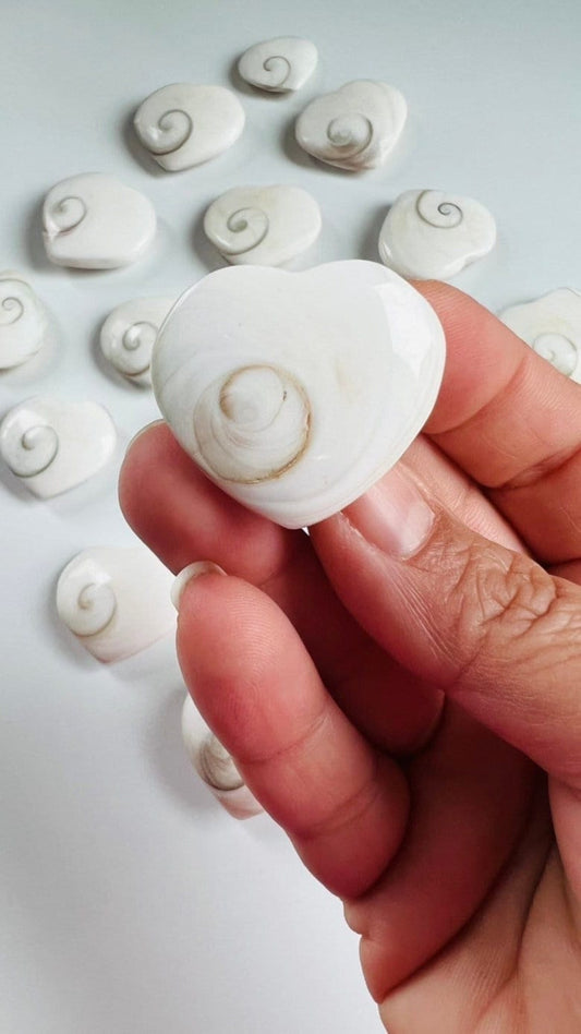 Shiva Shell heart one (1) , Mermaid Money, heart shaped Shiva Shell natural fossil, Eye of Shiva, Pacific Cat's Eye, Turbo Snail Fossil