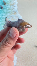 Load image into Gallery viewer, Super cute Ocean Jasper mini shark carvings in pastel colors approximately 2 inches. Random pull. Hand carved. high shine baby crystal shark
